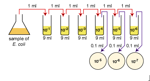 Automated Liquid Handling Dispensing Thermo Fisher